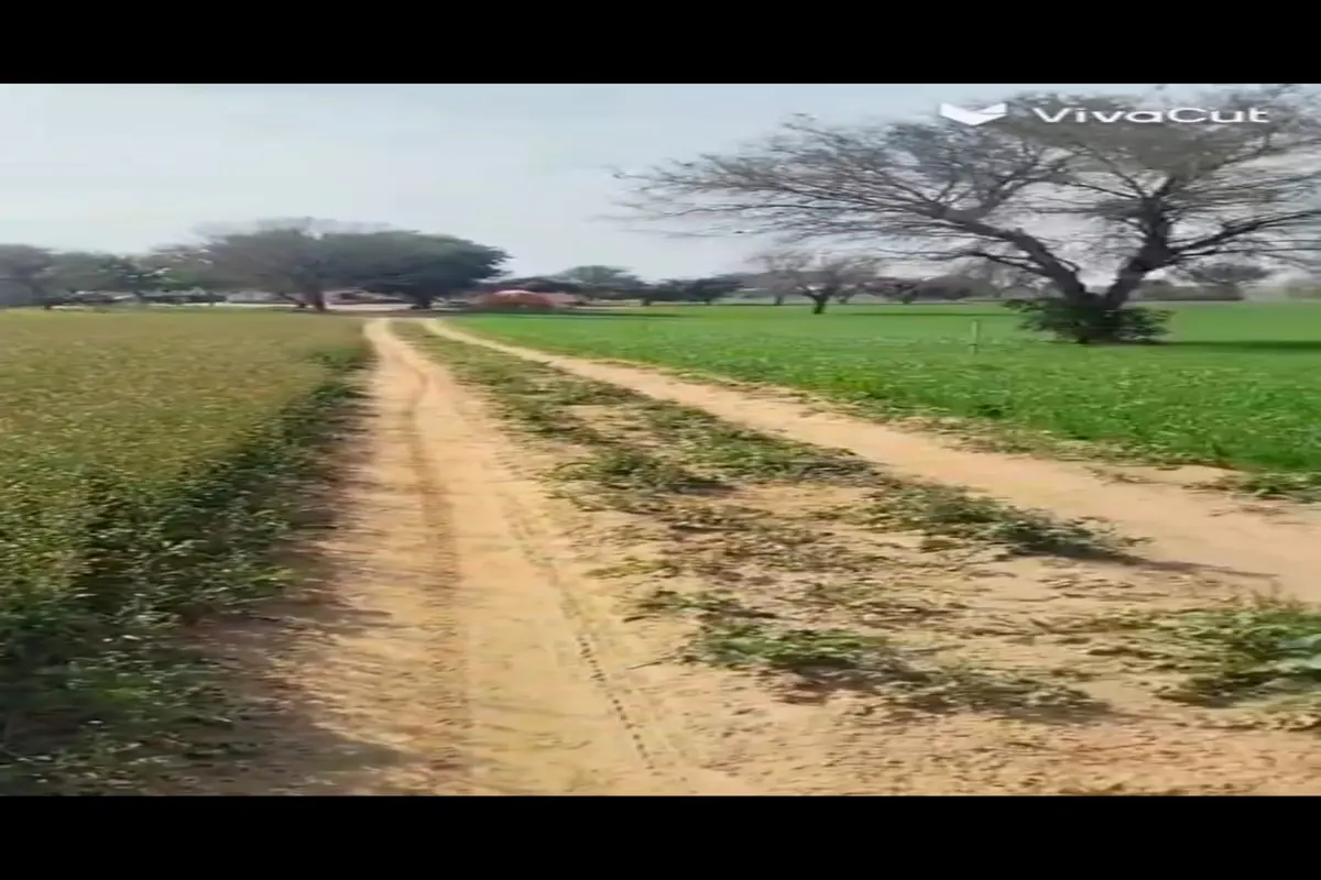 73 BIGHAS AGRICULTURAL LAND FOR SALE IN TEJRASAR, BIKANER | OPEN REGISTRY | GENERAL CATEGORY