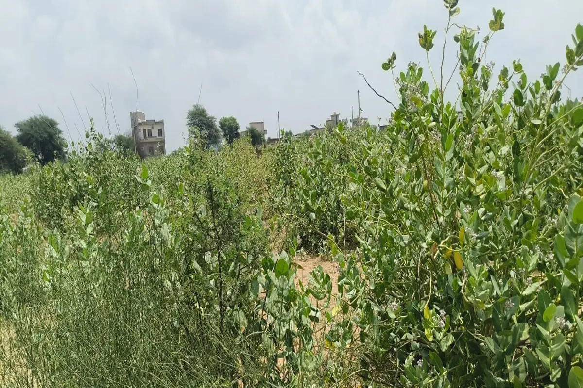 40 X 70 FEET WEST FACING PLOT ON CHURU ROAD, TARANAGAR