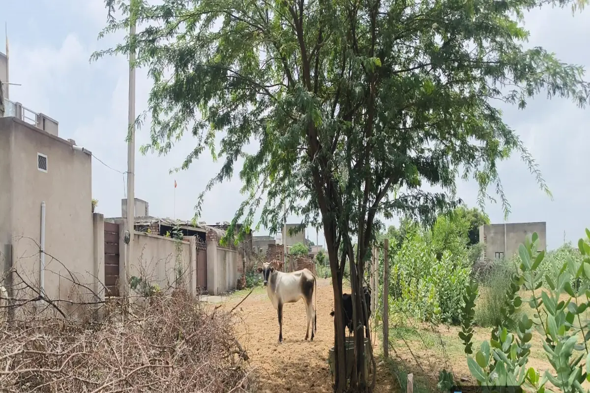 70 X 40 FEET EAST FACING PRIME PLOT ON CHURU ROAD, TARANAGAR