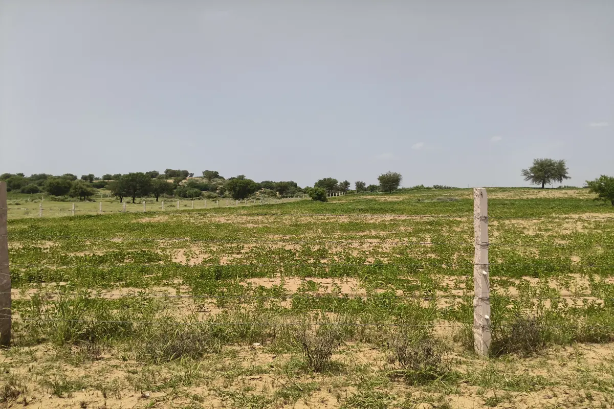 5 Bigha Prime Land Available for Farm House & Colony Development | Ward No. 25, Taranagar