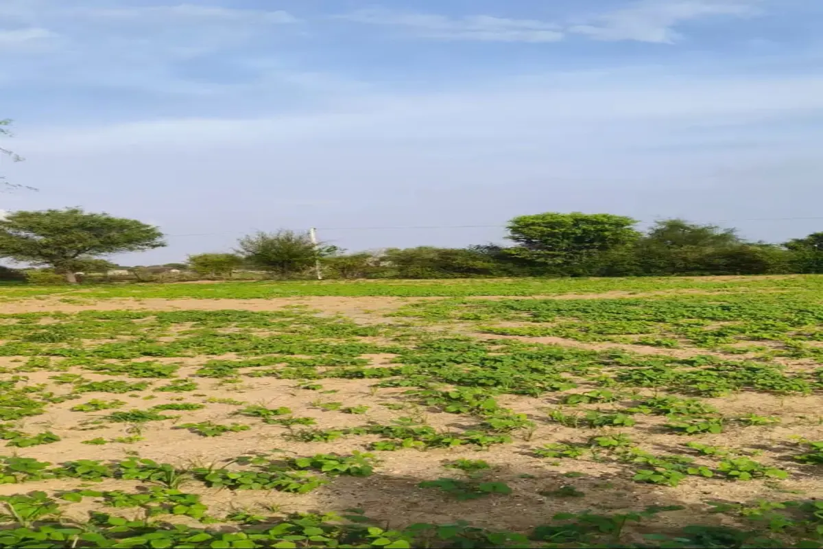 2 BIGHA PREMIUM ON-ROAD FARM HOUSE LAND FOR SALE – KARNPURA ROAD | JUST 4 KM FROM HIGHWAY