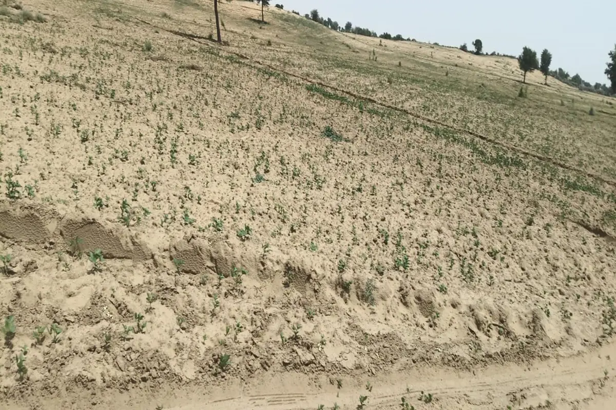 40 BIGHA AGRICULTURAL LAND FOR SALE ON MEHRI KOHINA–GALGATI ROAD, TARANAGAR