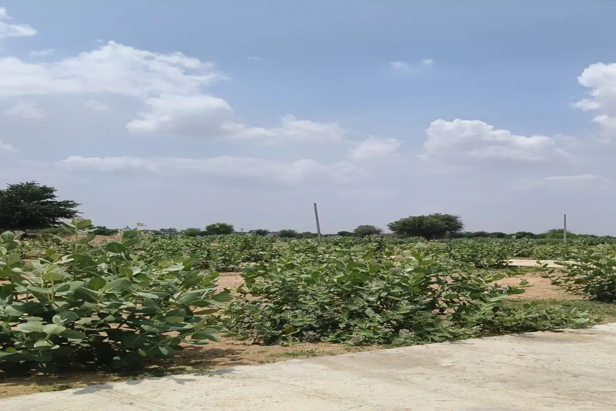 40×75 CORNER PLOT FOR SALE | PRIME LOCATION | WARD NO. 26, TARANAGAR 